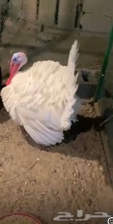 ديك رومي للبيع 0