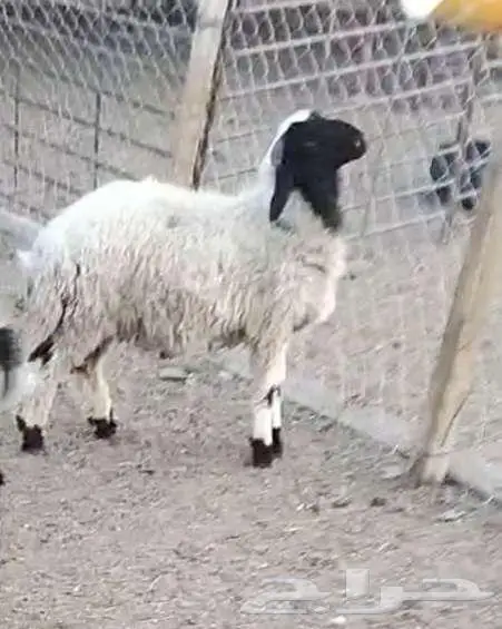 خرفان فاخرة 12