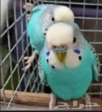 زوج بادجي للبيع 0