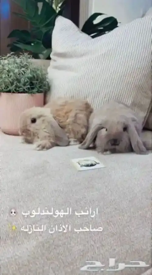 ارانب 2