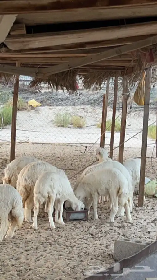 خرفان ورخال للبيع 1