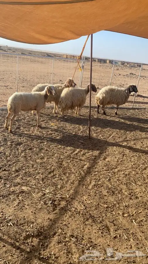نعاج نعيم 0