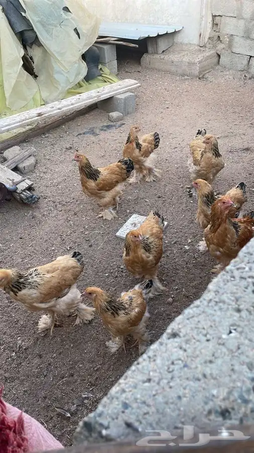 براهما فواخر الوان بوف 1