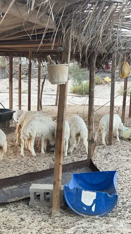 خرفان ورخال للبيع 0