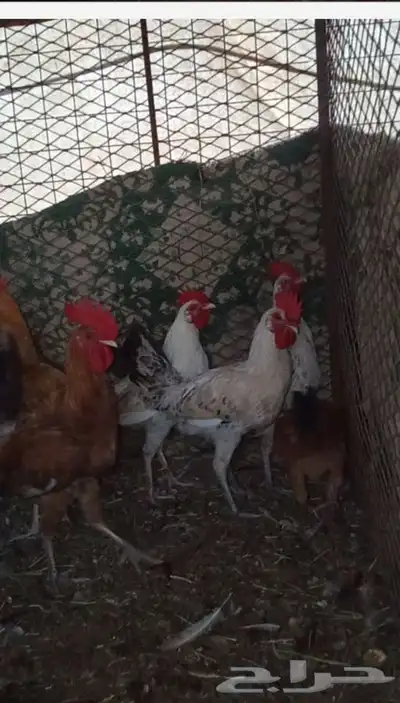النوع   ديكه 3