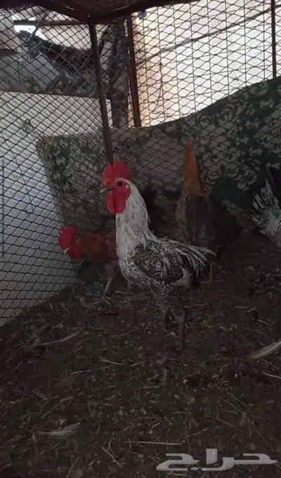 النوع   ديكه 0