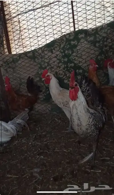 النوع   ديكه 4