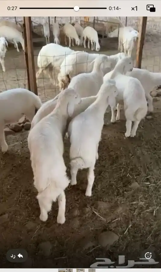 طليان 2