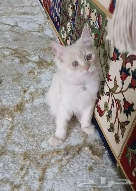 قطط لا التبني 0