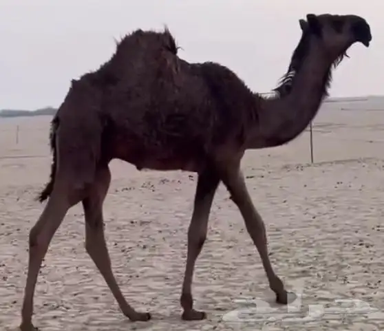 مجهم حوار طيب جدا وسلالته طيبه 0