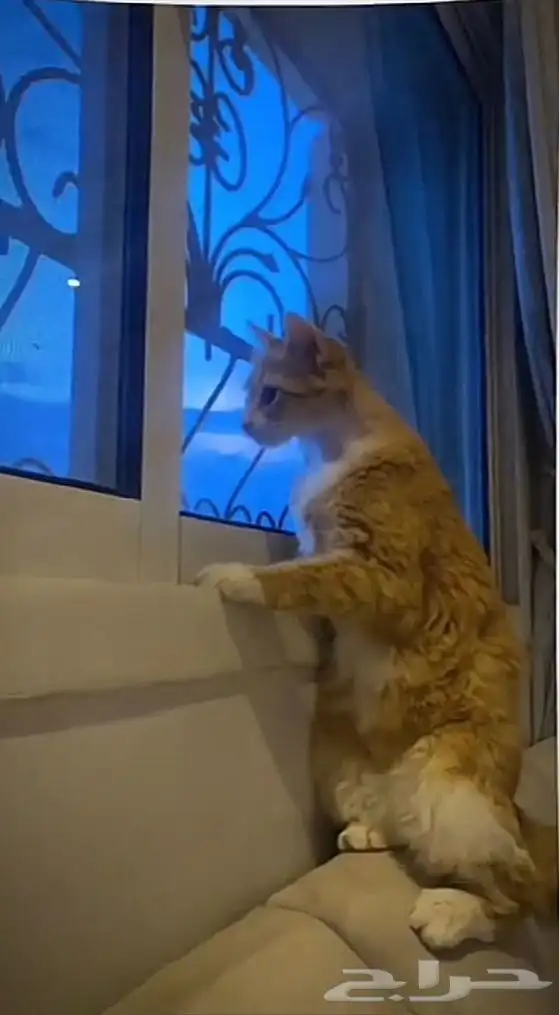 بسه للبيع 0