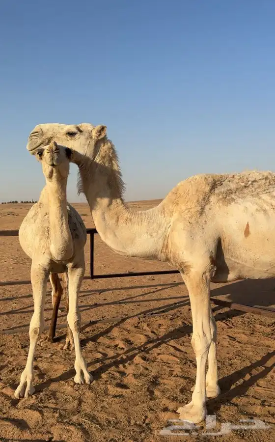 عشارا معها قعود مفرود 3