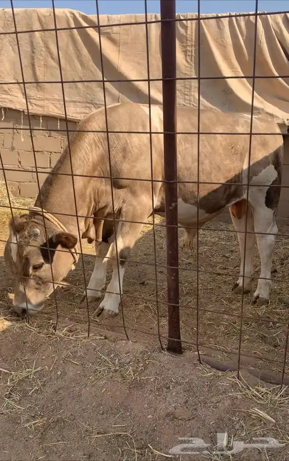 حيسل فاخر مستقبل فحل 4