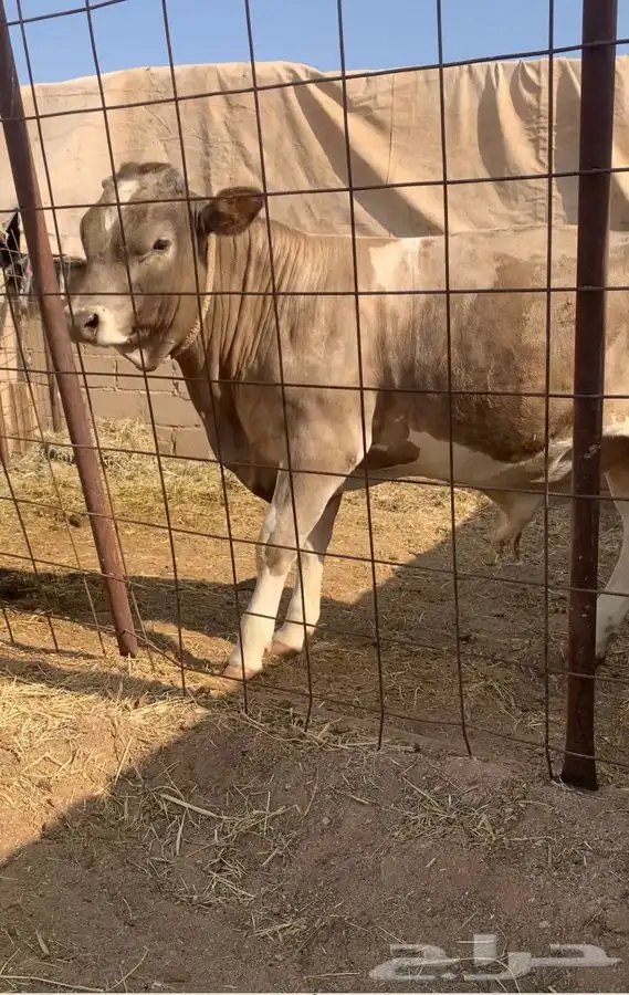 حيسل فاخر مستقبل فحل 2