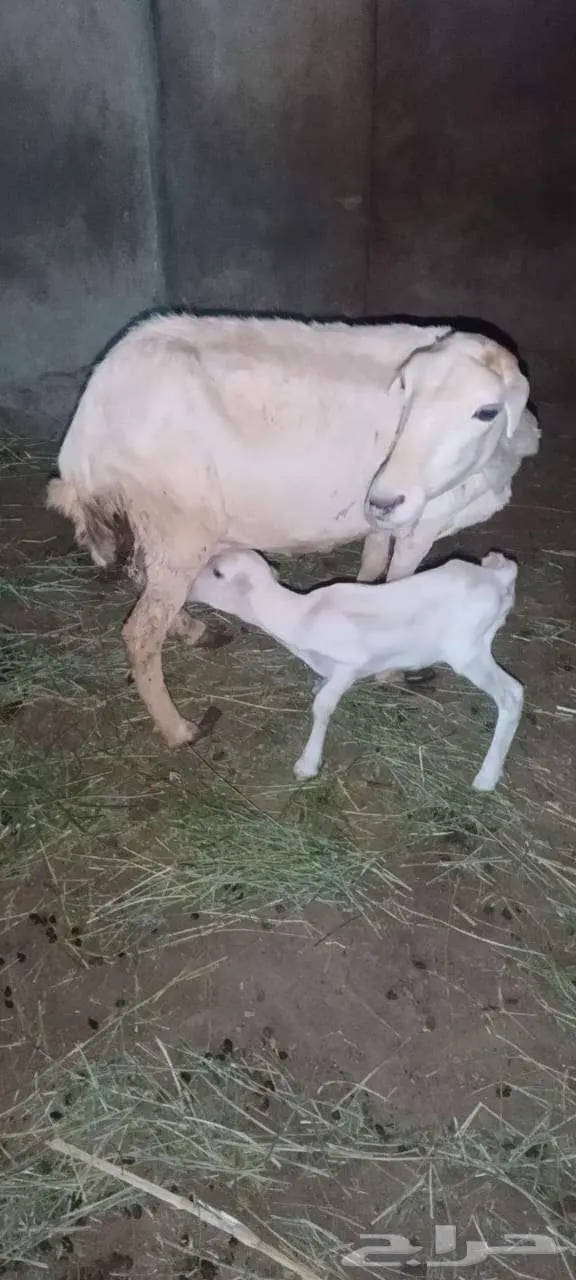 نعجه منتوج 0