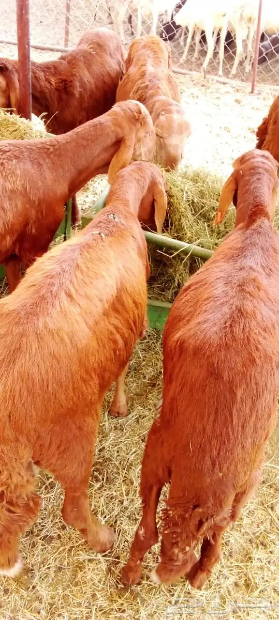 حاشي صومالي نعيمي اردني وسواكن الأعراس والمناسبات 8