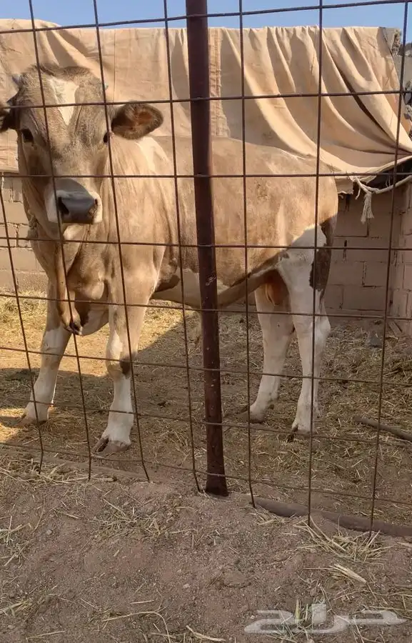 حيسل فاخر مستقبل فحل 5