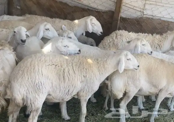 ضان حريات حرش وجروم كاف تم البيع 12