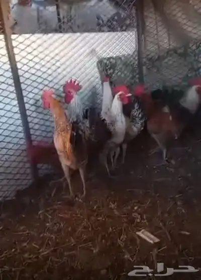 النوع   ديكه 1