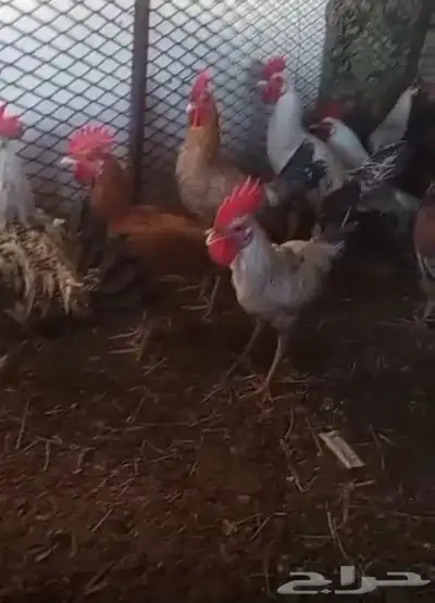 النوع   ديكه 2