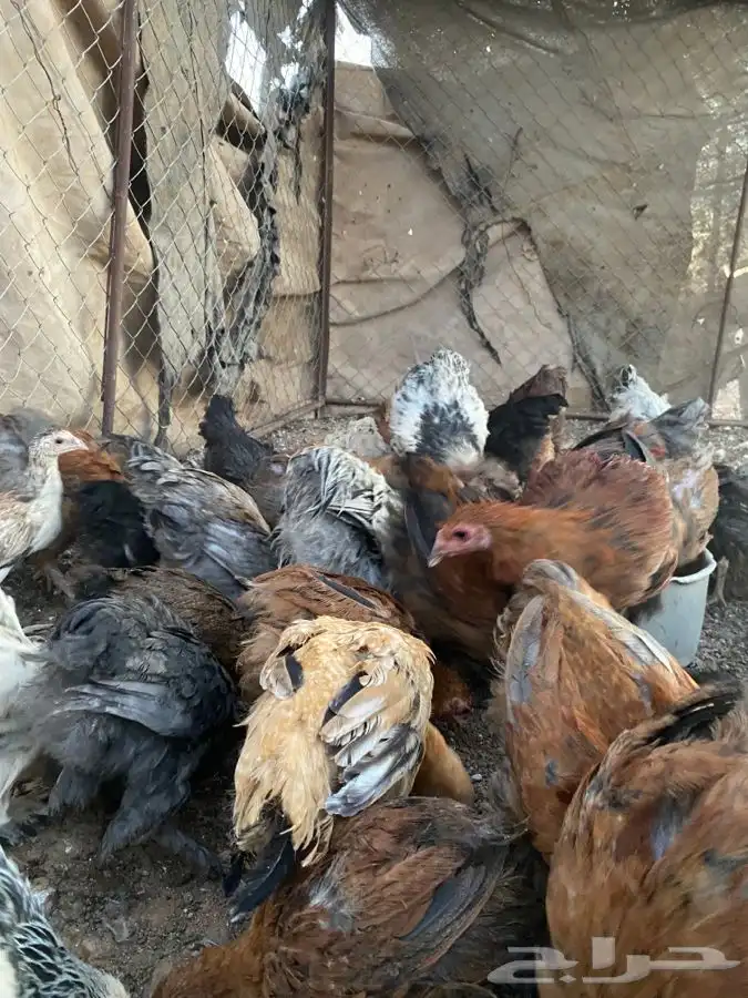 صوص براهما بوه كلونبي وبه ملون 4