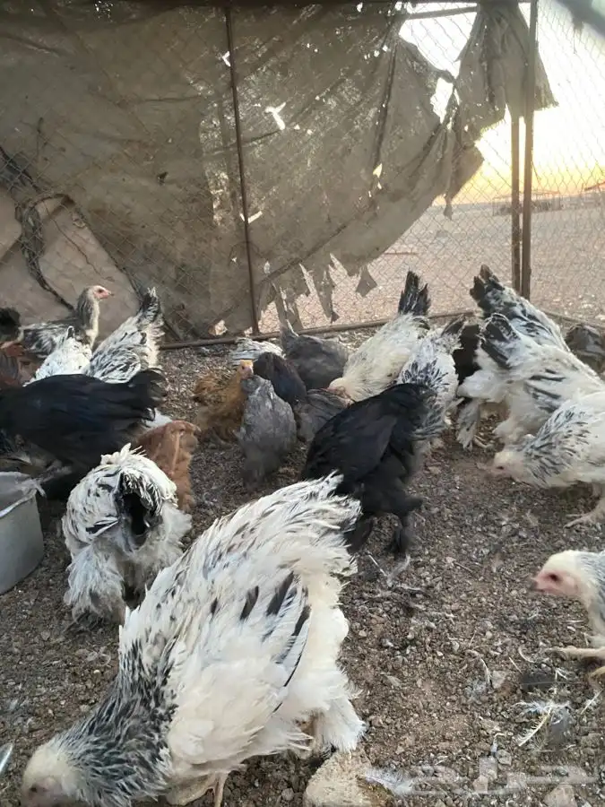 صوص براهما بوه كلونبي وبه ملون 0