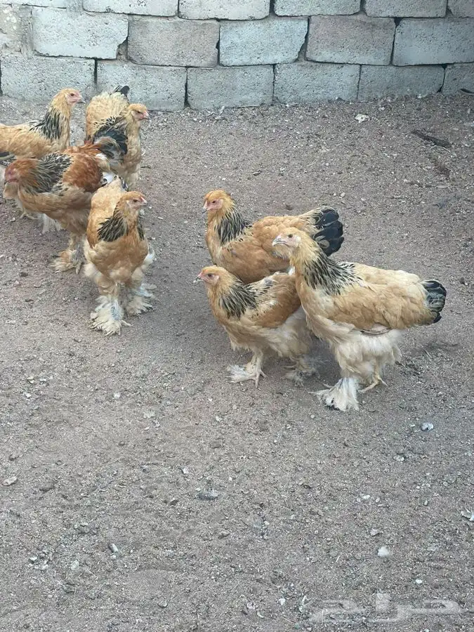 براهما فواخر الوان بوف 2
