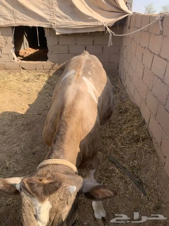 حيسل فاخر مستقبل فحل 7