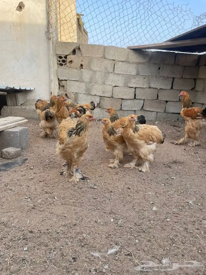 براهما فواخر الوان بوف 0