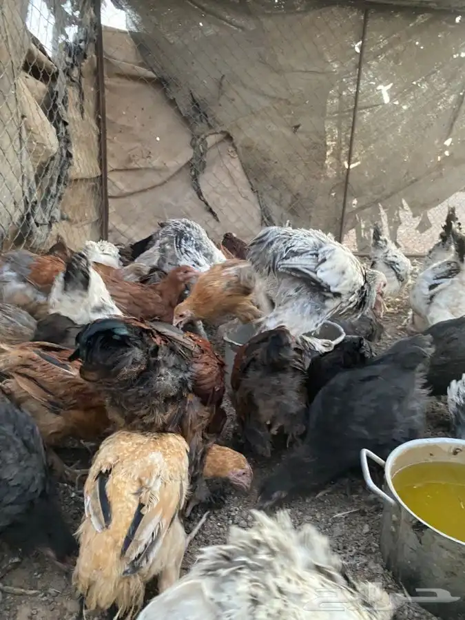 صوص براهما بوه كلونبي وبه ملون 3