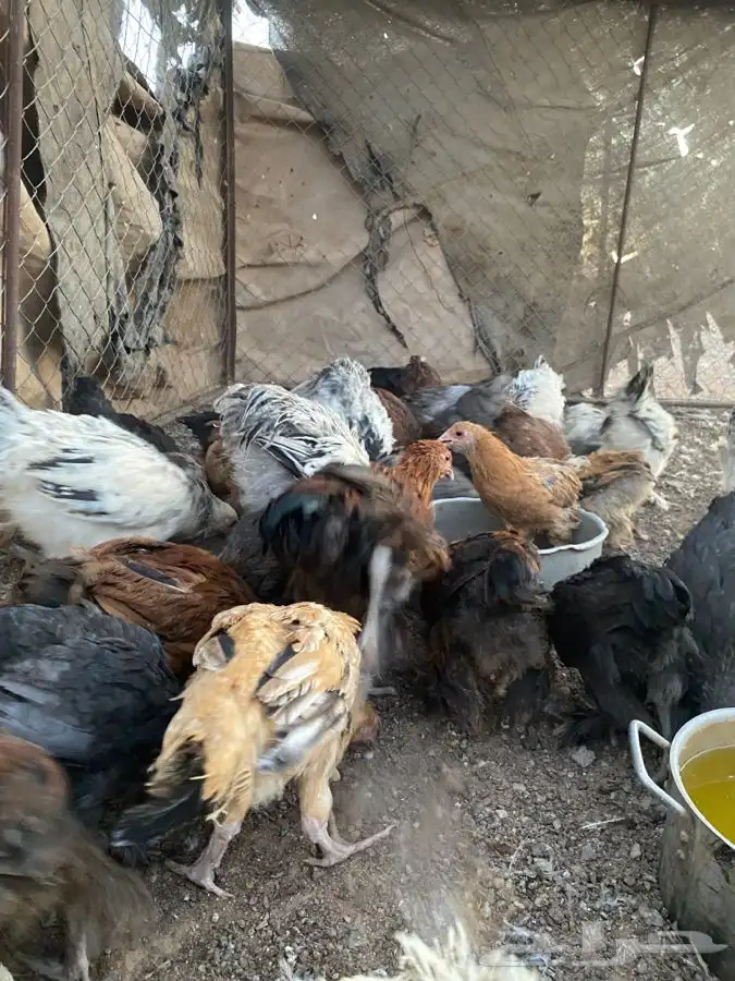 صوص براهما بوه كلونبي وبه ملون 2