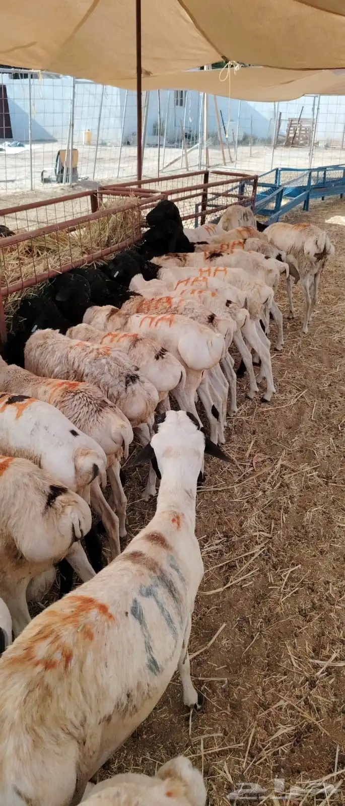 للبيع برابر وتيوس مرابي جمله وتفريد 2