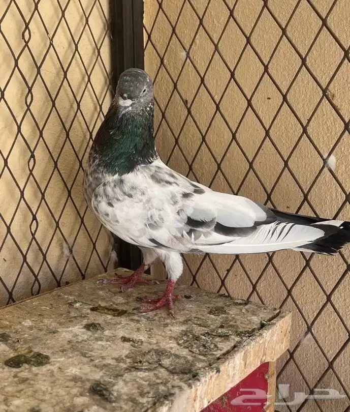 حمام للبيع 0