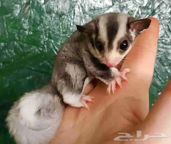 أزواج سنجاب الطاير للبيع جمله قطاعي 2