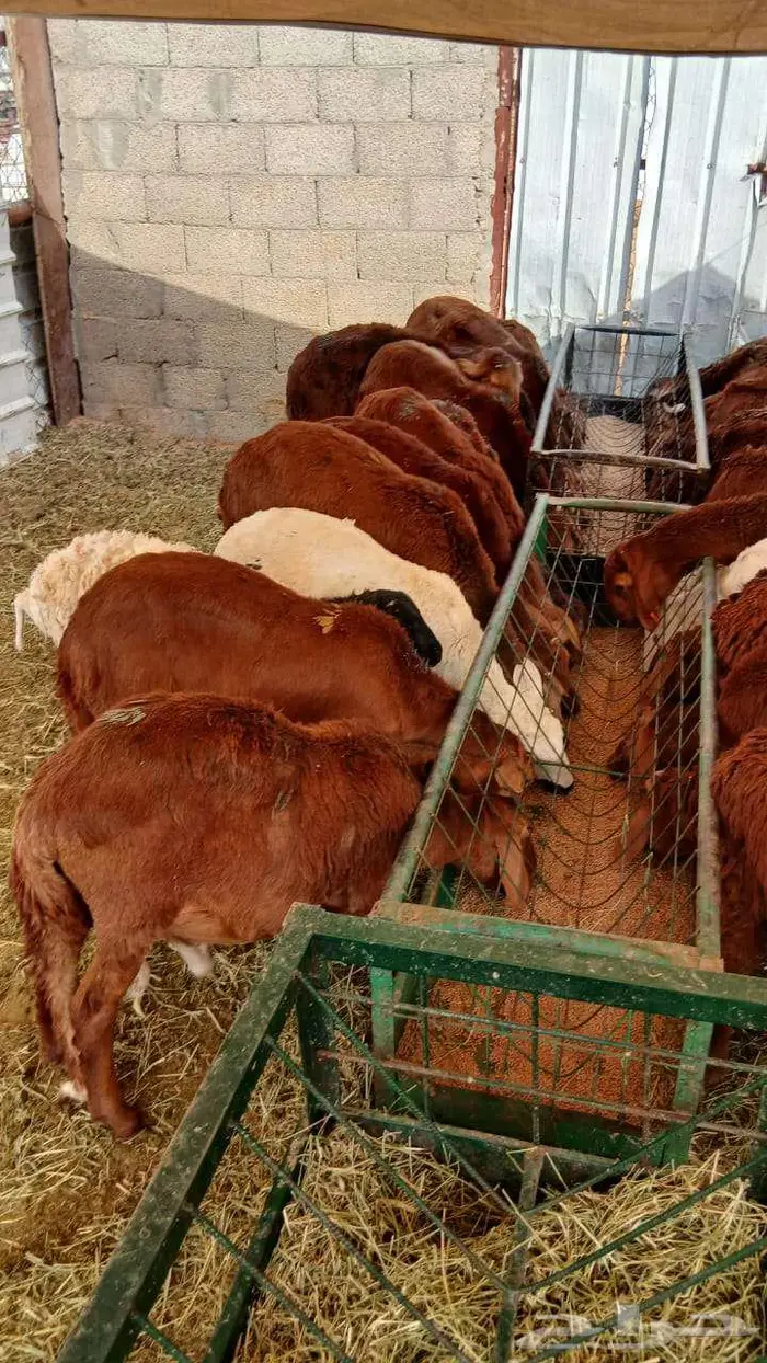 برابر و سواكن حمري مرابي بأسعار جملة الجملة 3
