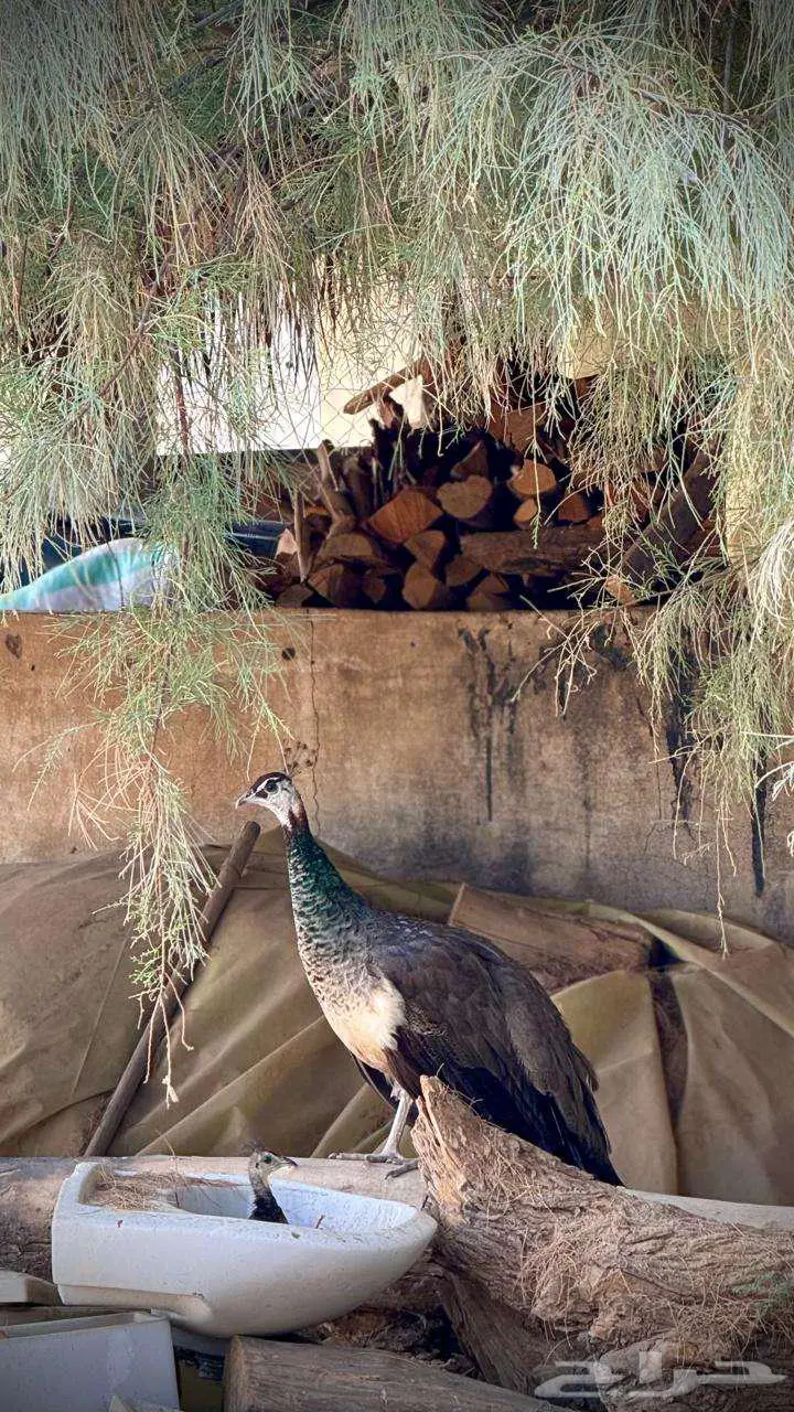 للبيع اثاث مستعمل 19