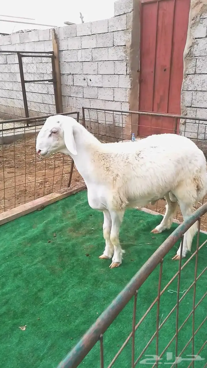 مشروع فحل نادر 0