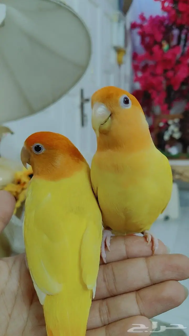 للبيع ببغاء الروز اليف جدأ لعوب مغررد 2