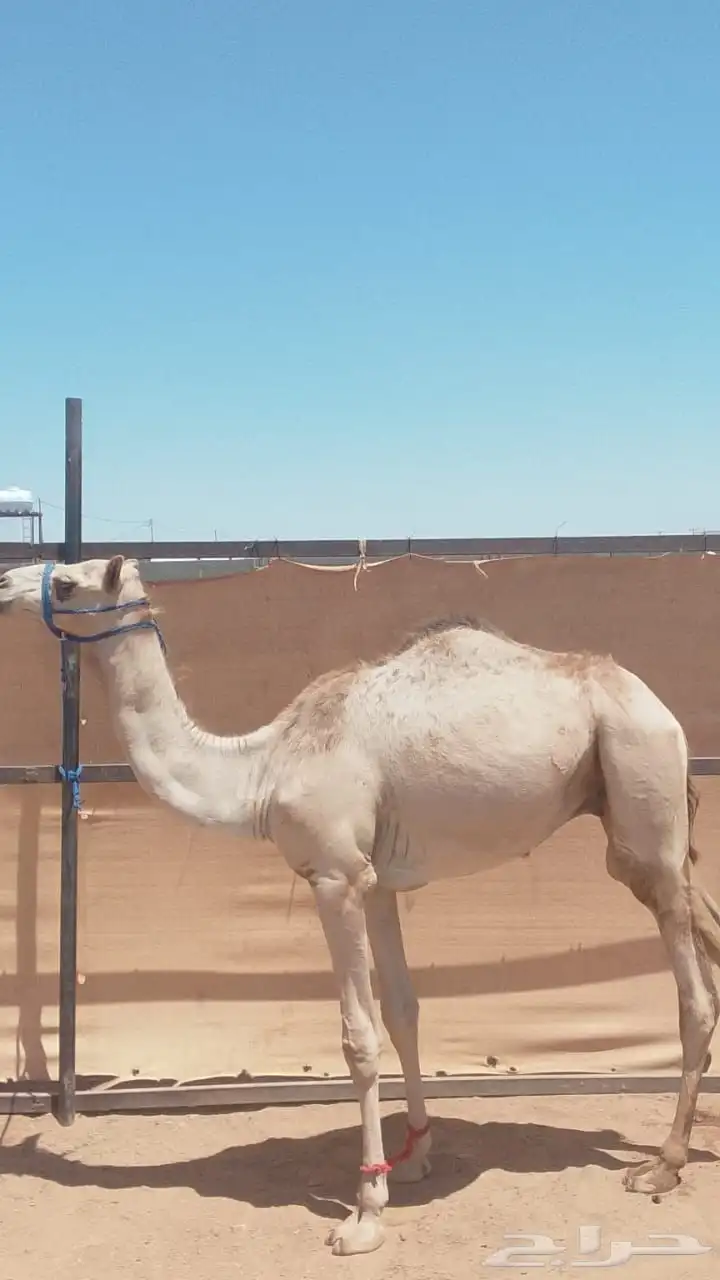 قعود للبيع الموقع تبوك 0