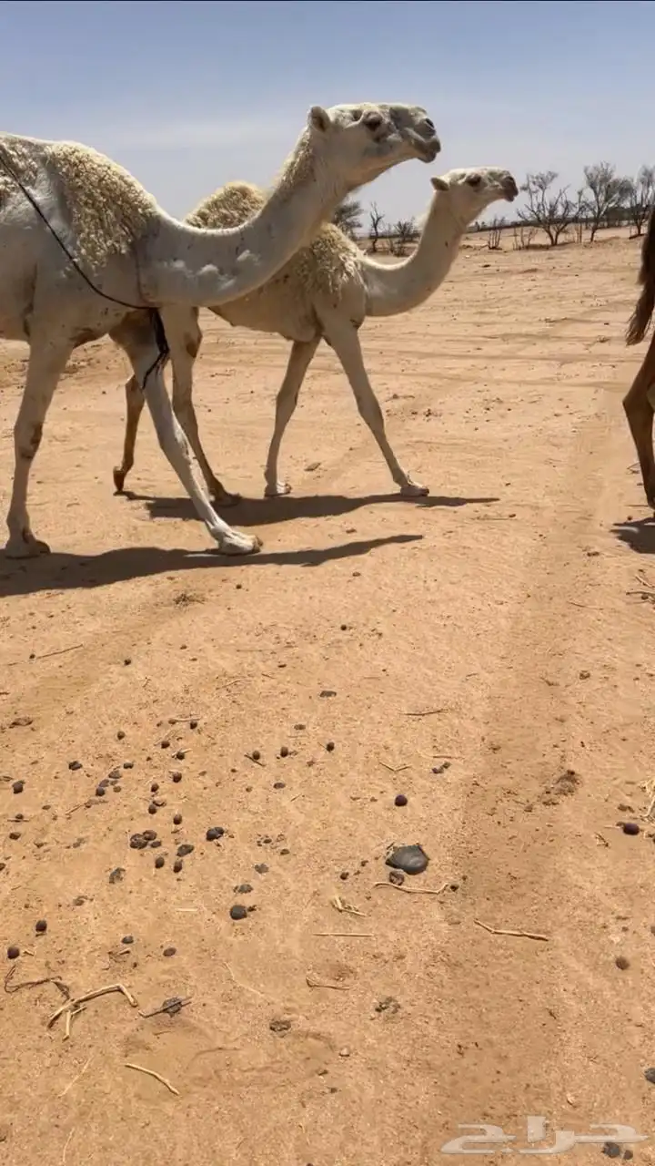 عشراء كفو ومنتج حدرها بكره باتليه فرديه 1