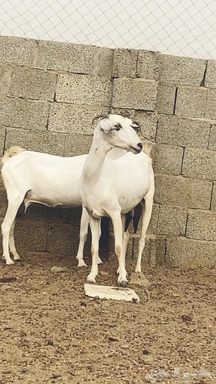 معزا للبيع تم البيع 1