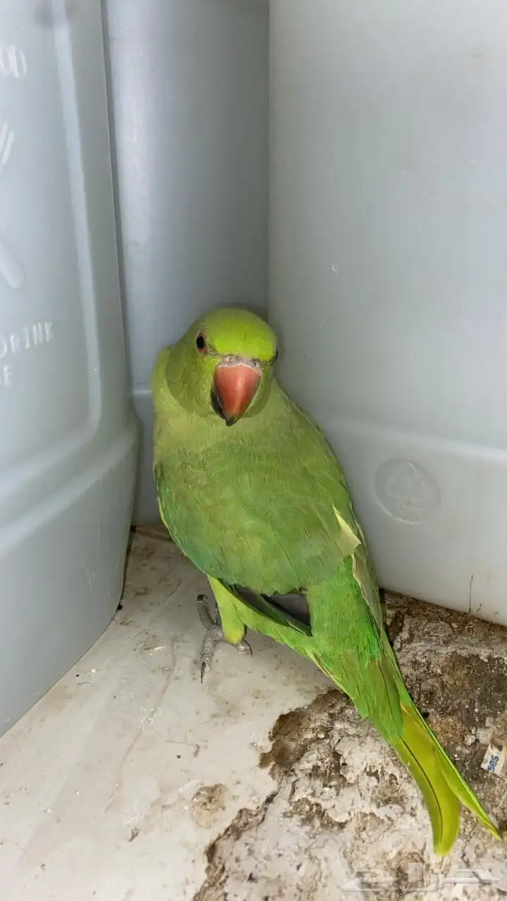 بغبغاء دره هندي للبيع 3