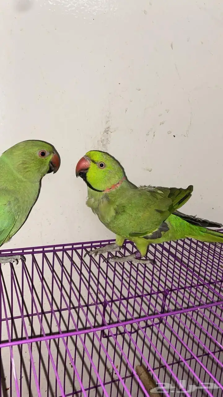 بغبغاء دره هندي للبيع 0