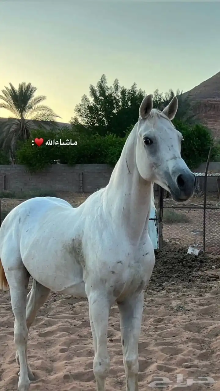 خيل 0