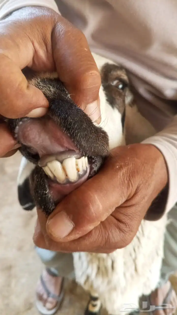 خروف حري فحل مشروط 0