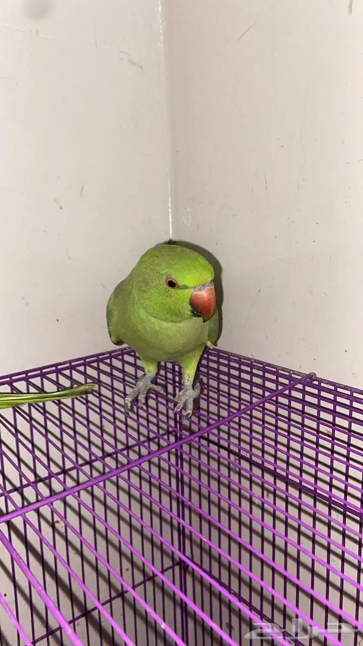 بغبغاء دره هندي للبيع 4