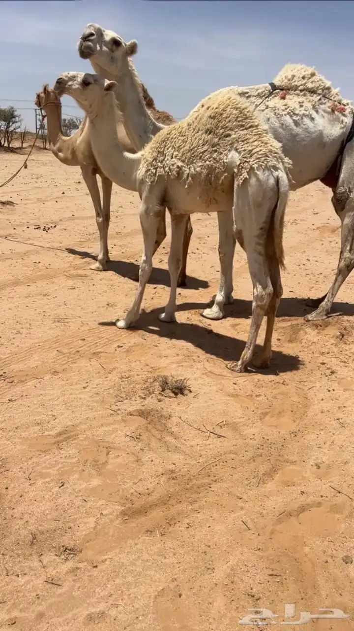 عشراء كفو ومنتج حدرها بكره باتليه فرديه 0