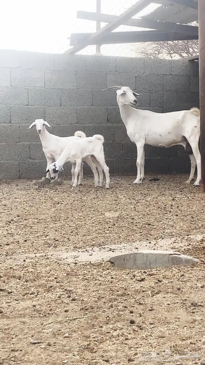 معزا للبيع تم البيع 0