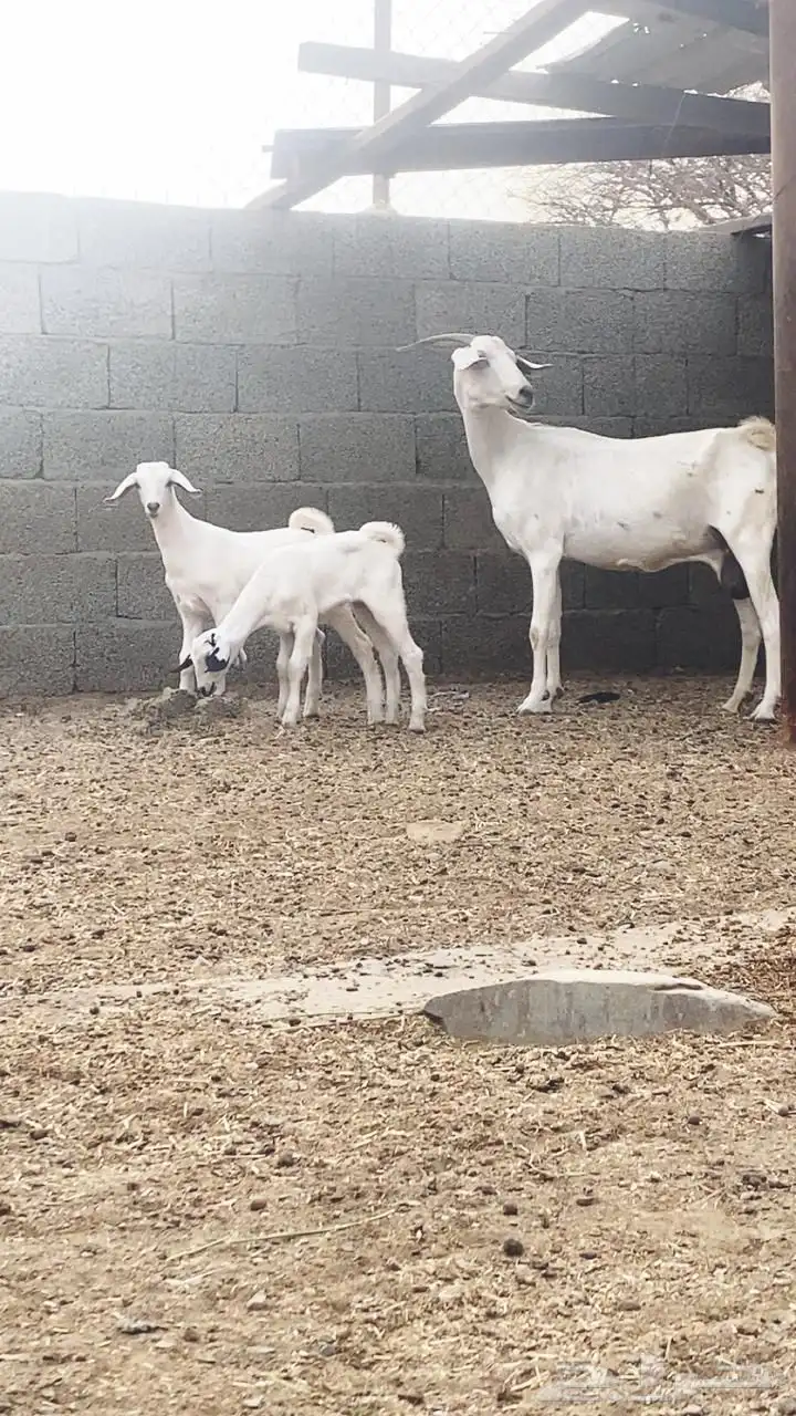 معزا للبيع تم البيع 0
