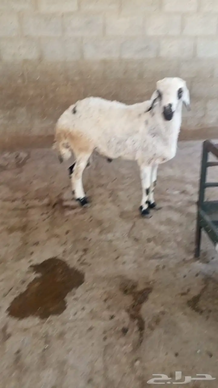 خروف حري فحل مشروط 1